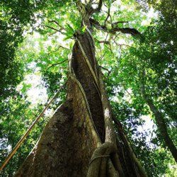 Mossmon Gorge huge tall tree odd shaped with filtering sunlight