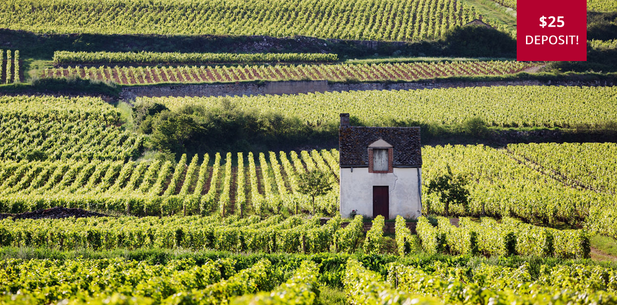 grape vines and wine tour