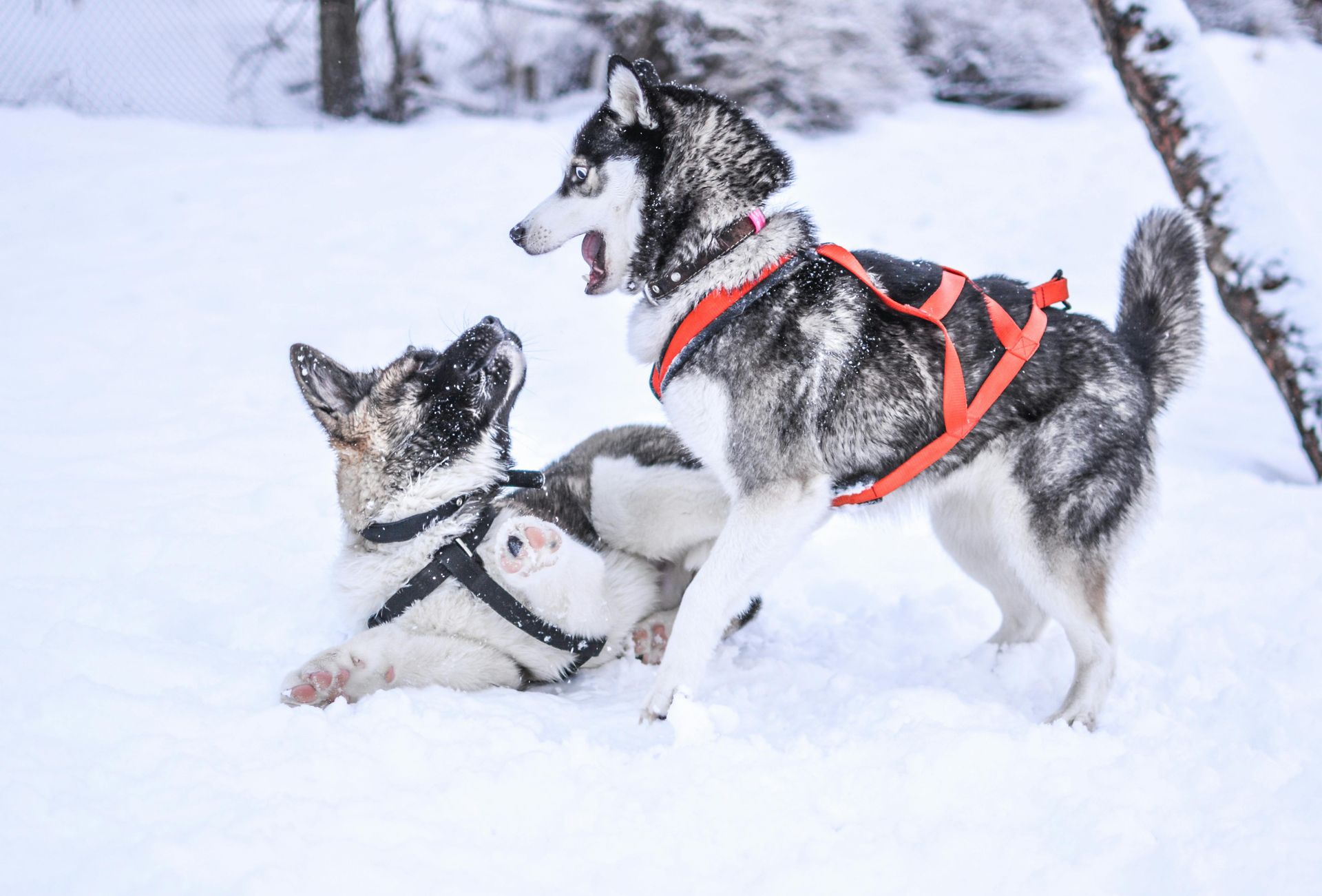 huskies in white snow ready to go