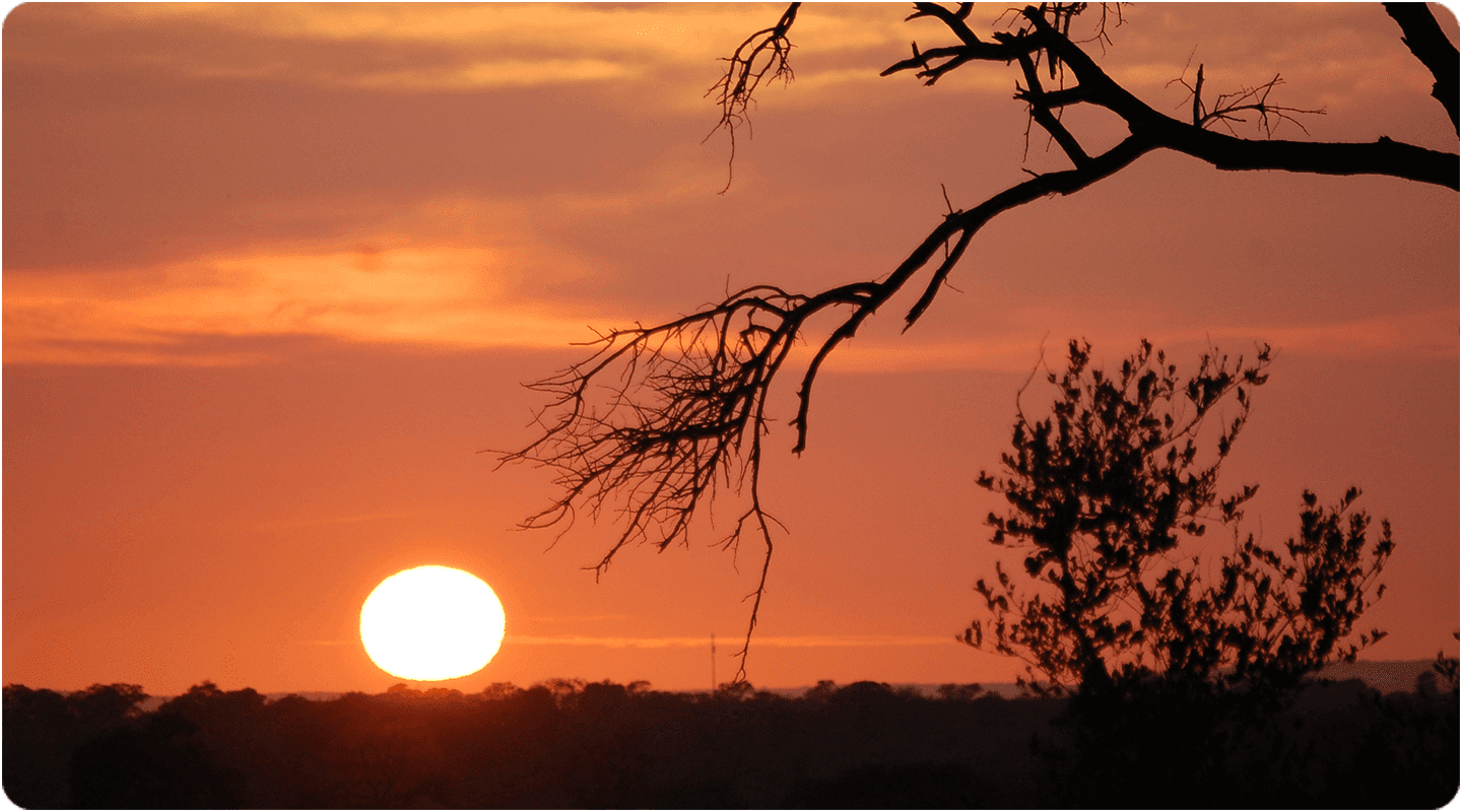 A sunset with a tree branch in the foreground