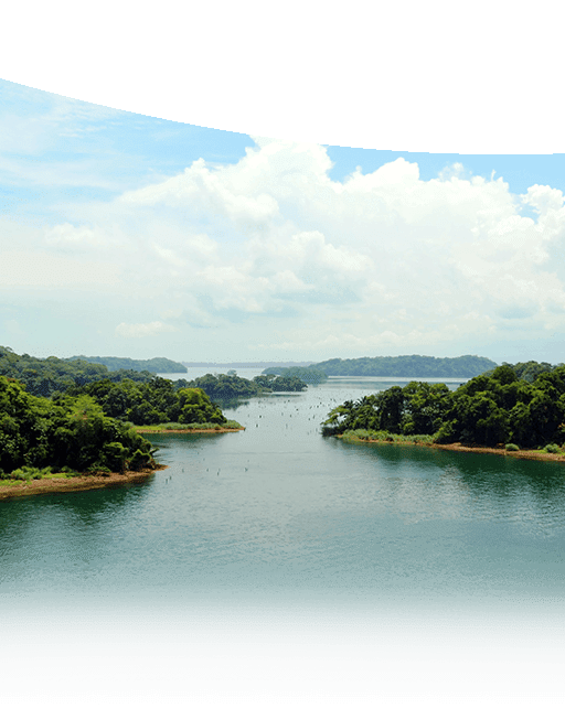 A large body of water surrounded by trees on a sunny day.