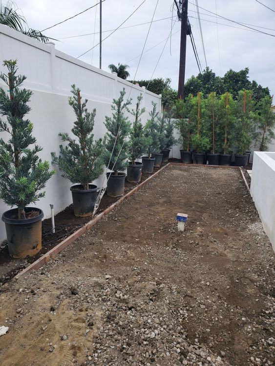 Row of potted green trees along a white wall, in a dirt yard with gravel, some trees in the background.