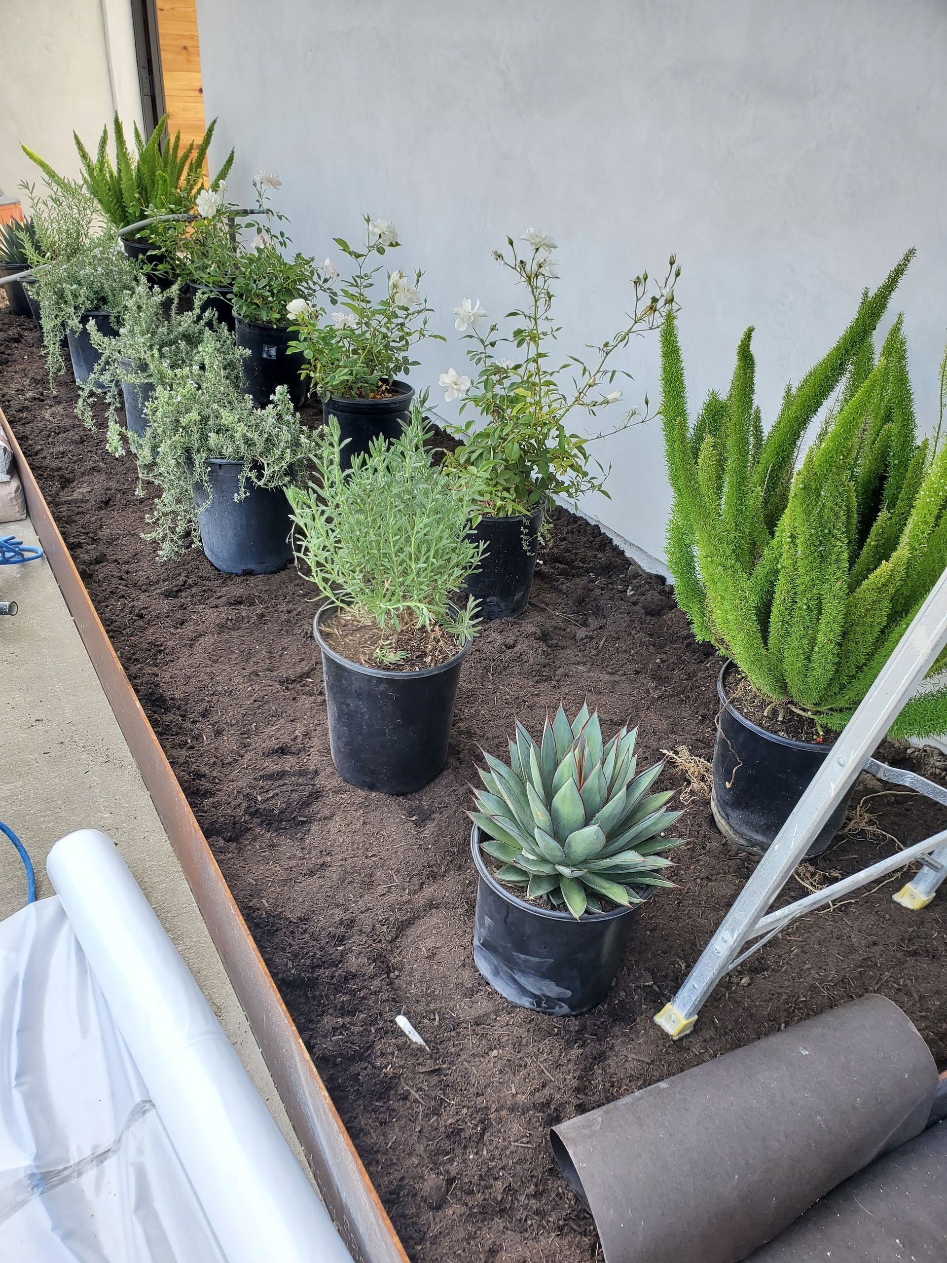 A row of potted plants, including succulents and bushes, in freshly tilled soil, near a white wall.