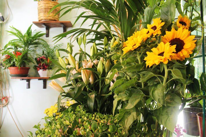 Girasoli, gigli e altri fiori disposti vicino a piante in vaso su una mensola, in casa.