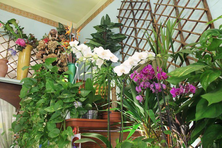 Esposizione di varie piante in vaso, tra cui orchidee bianche e viola, su uno scaffale con traliccio.