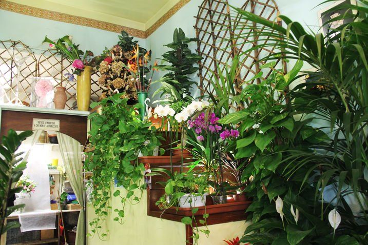 L'interno di un negozio di piante con varie piante verdi e fiori colorati esposti su scaffali e un traliccio.