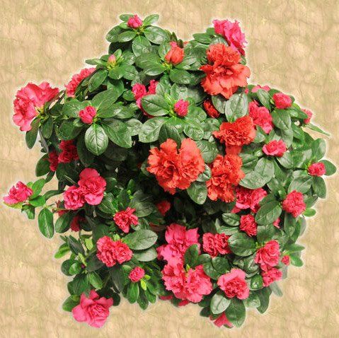 Una pianta di azalea fiorita con vivaci fiori rossi e rosa e fogliame verde.