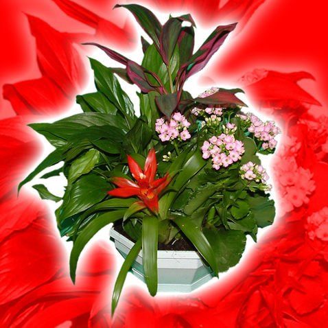 Composizione mista di piante in vaso con un fiore rosso-arancio e boccioli rosa, su uno sfondo rosso.