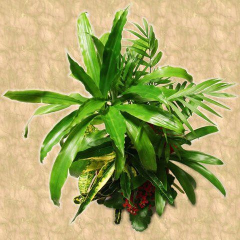 Composizione di piante verdi da interno, foglie di varie forme e consistenze, sfondo nei toni della terra.