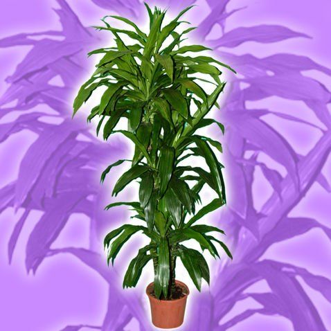 Pianta alta di Dracaena in un vaso marrone, su uno sfondo viola con ombre vegetali.