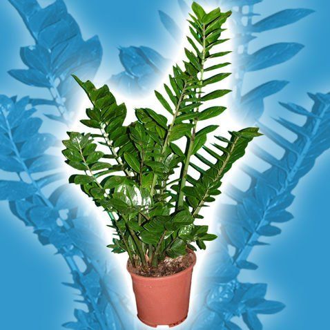 Pianta ZZ in vaso di terracotta; foglie verdi, sfondo blu.