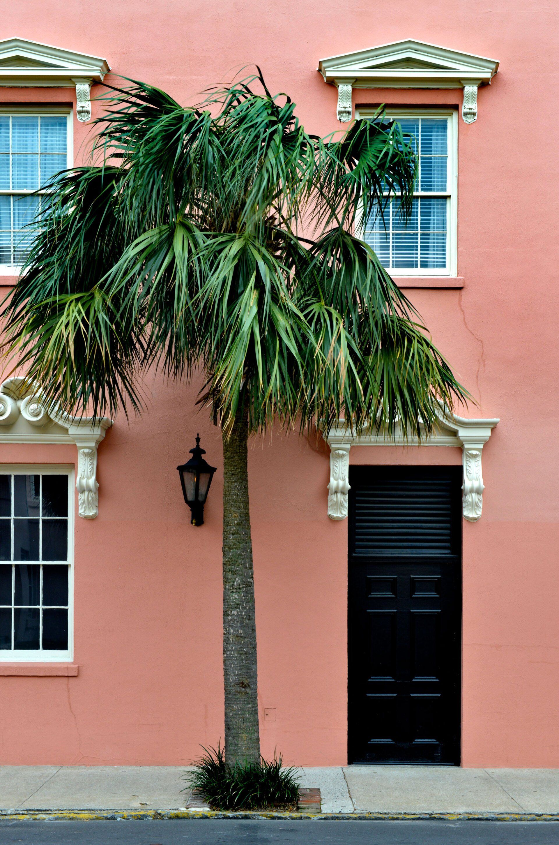 Palm Tree Photo