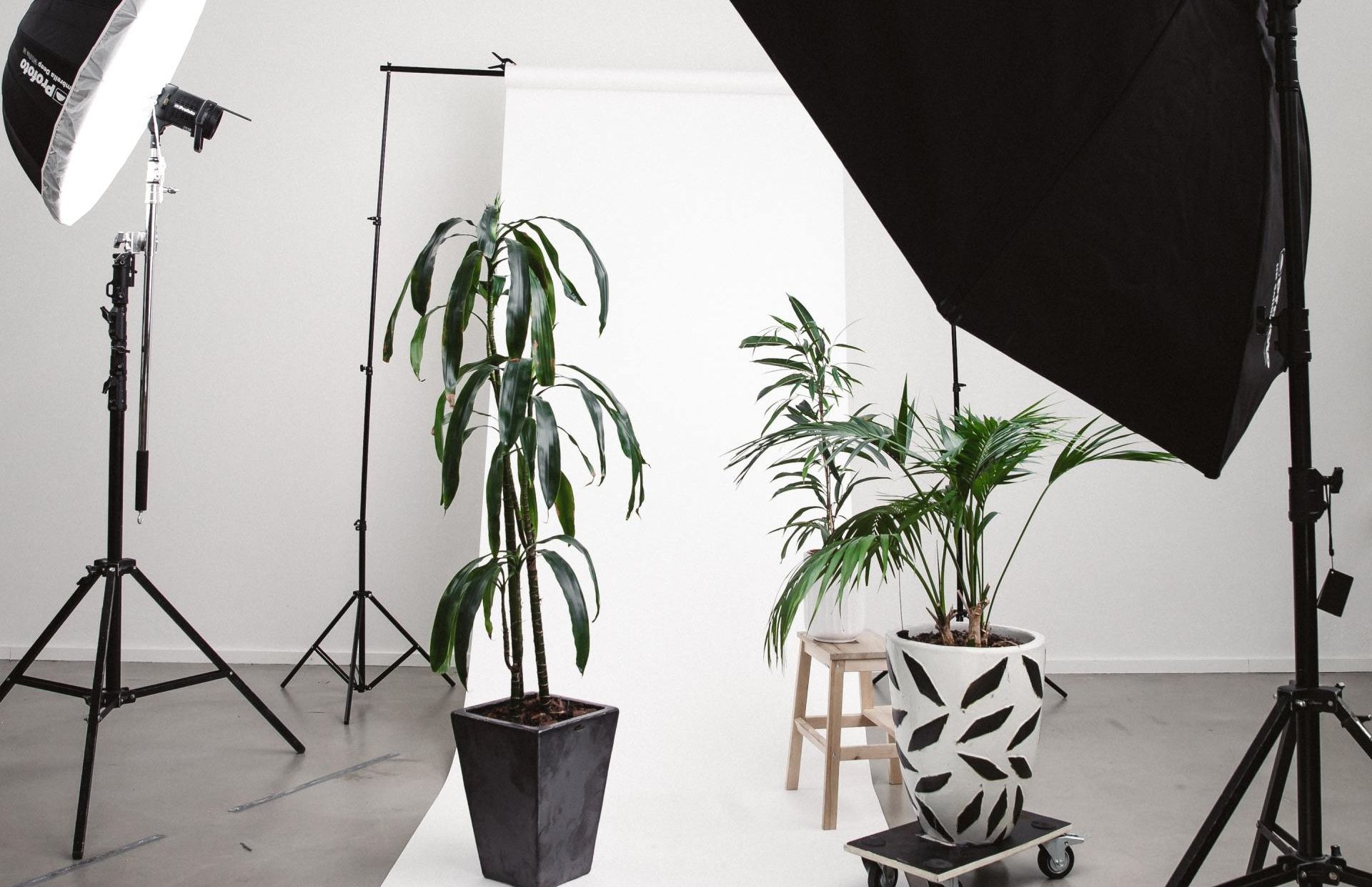 A photo studio with potted plants and lighting equipment