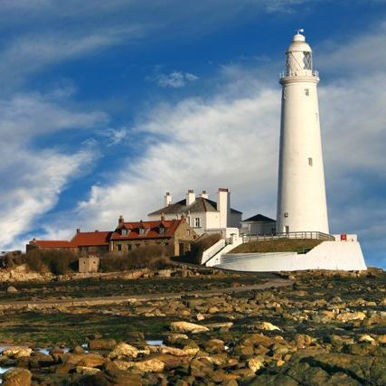 DogWalking Services in the Whitley Bay and Tynemouth Area