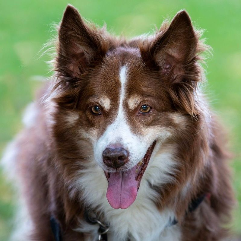 Image of dog being walking in Gosforth Newcastle Upon Tyne