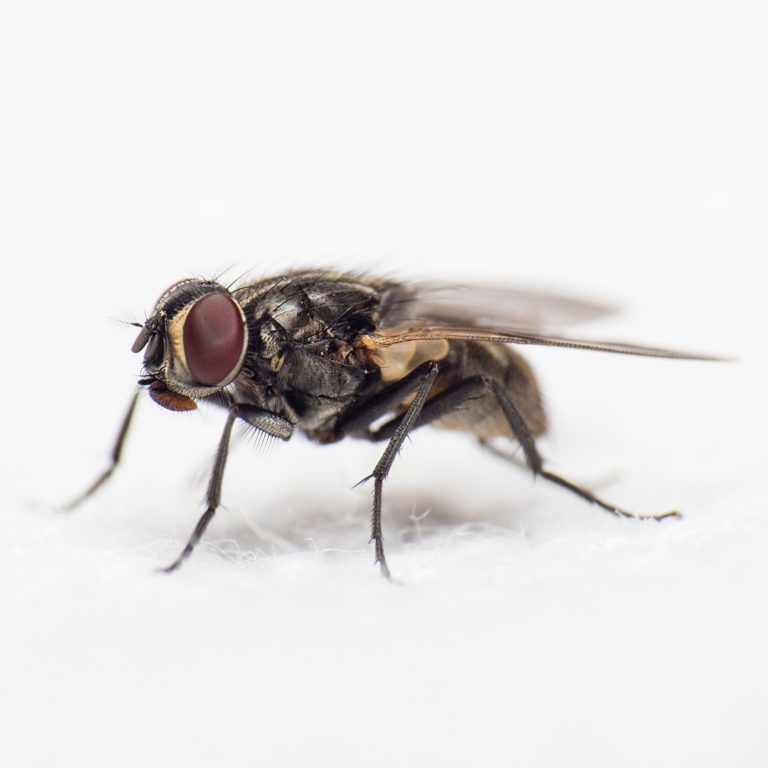 Fly — Columbia, PA — Total Exterminating Service