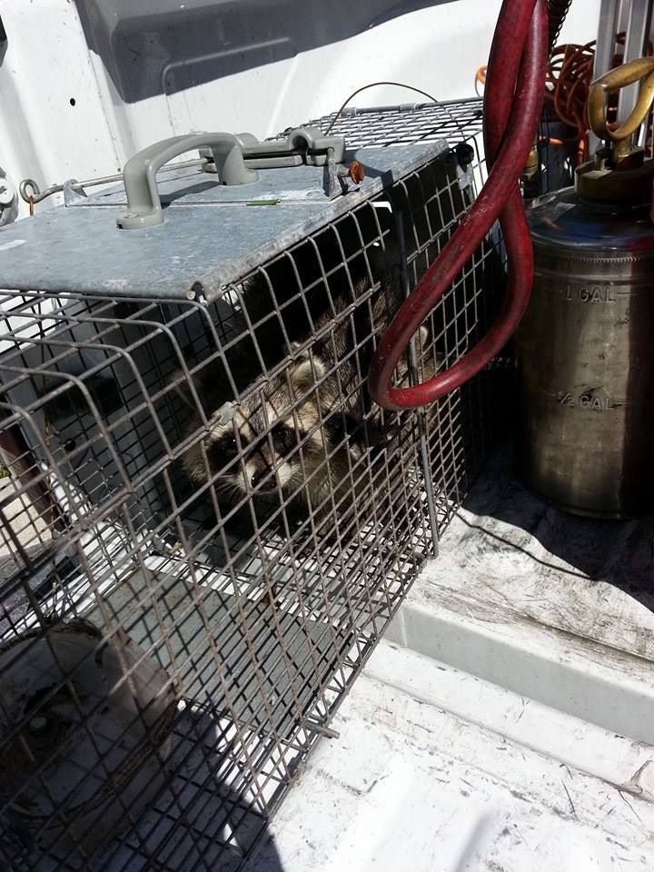 A raccoon is in a cage on the back of a truck.