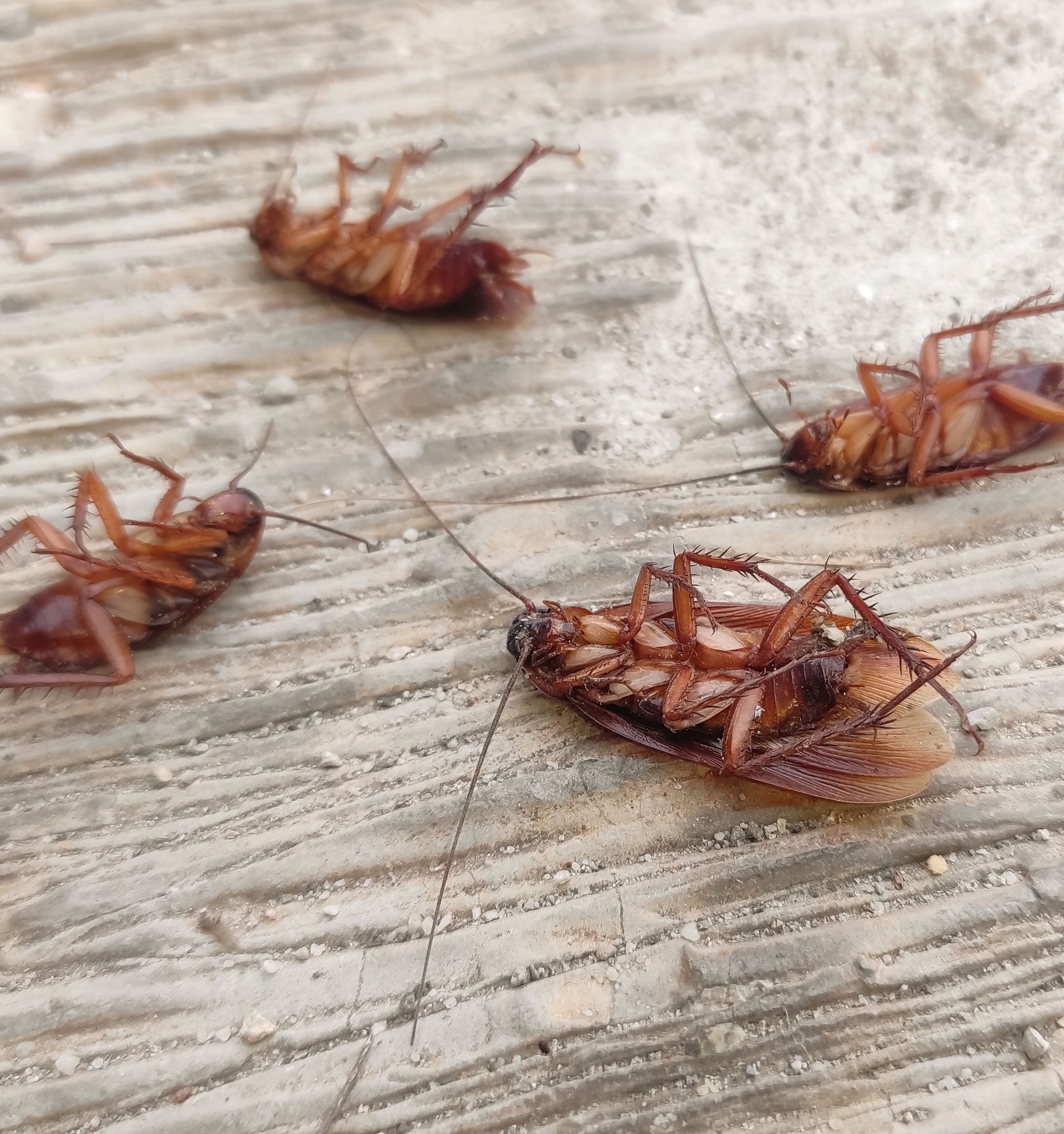 Four dead cockroaches lying on a concrete surface.
