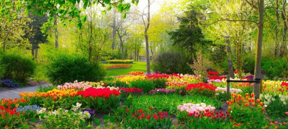 Een Bloemenzee De Poldertuin is een park met voorjaarsbloeiers.