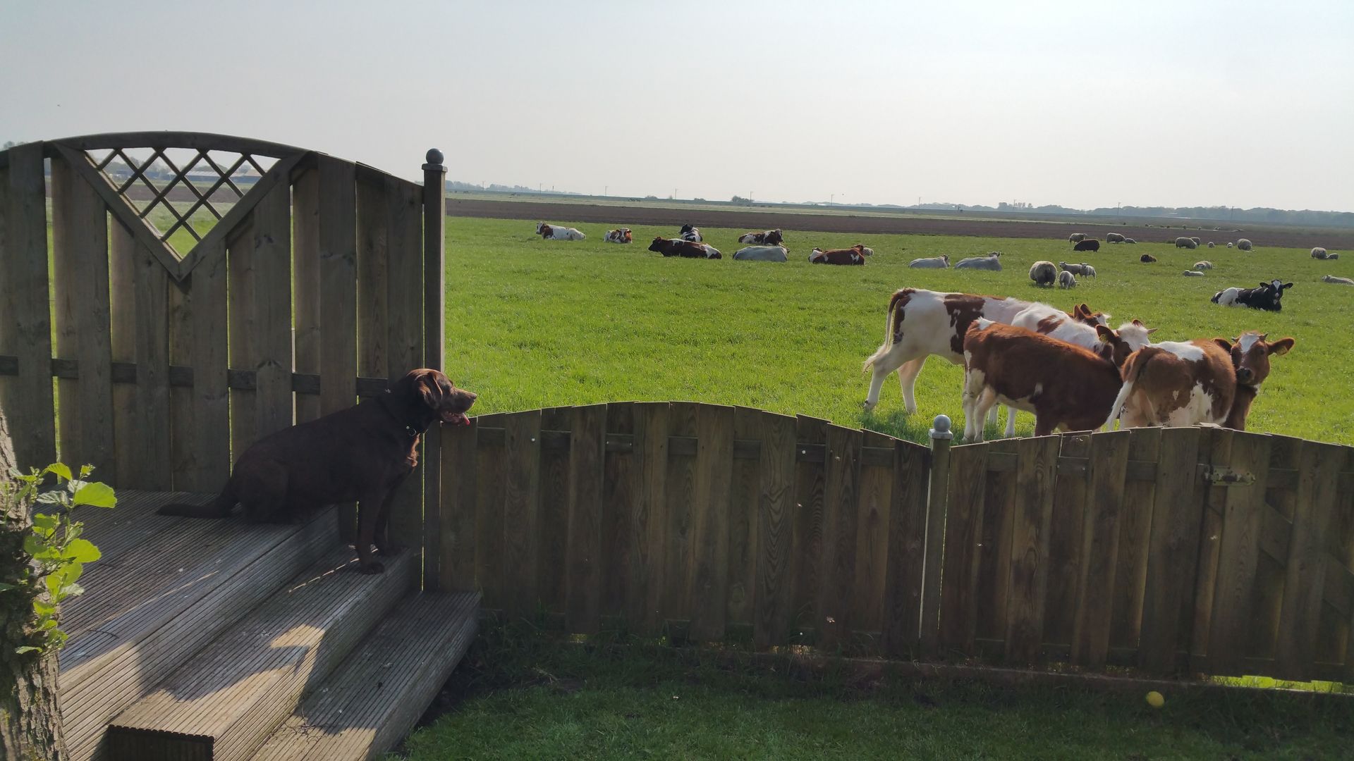 Achtertuin met koeien