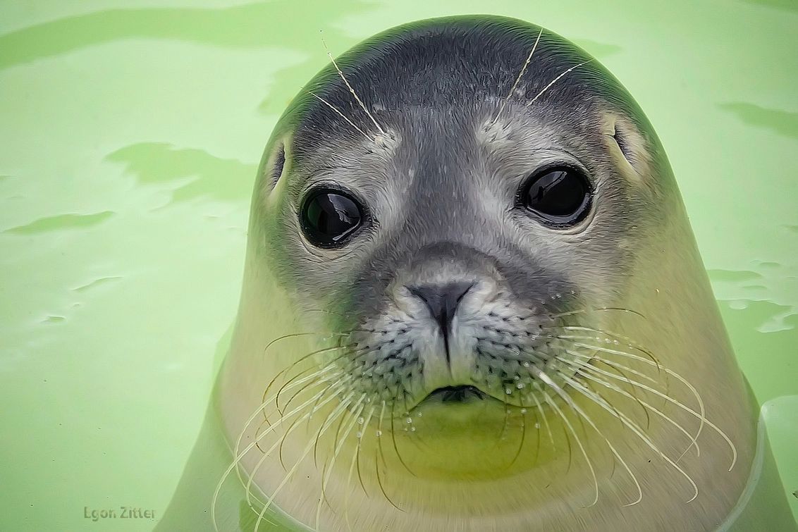 Ecomare is een natuurmuseum, zeehondenopvangcentrum en zeeaquarium op het Waddeneiland Texel. Zeehonden van dichtbij zien