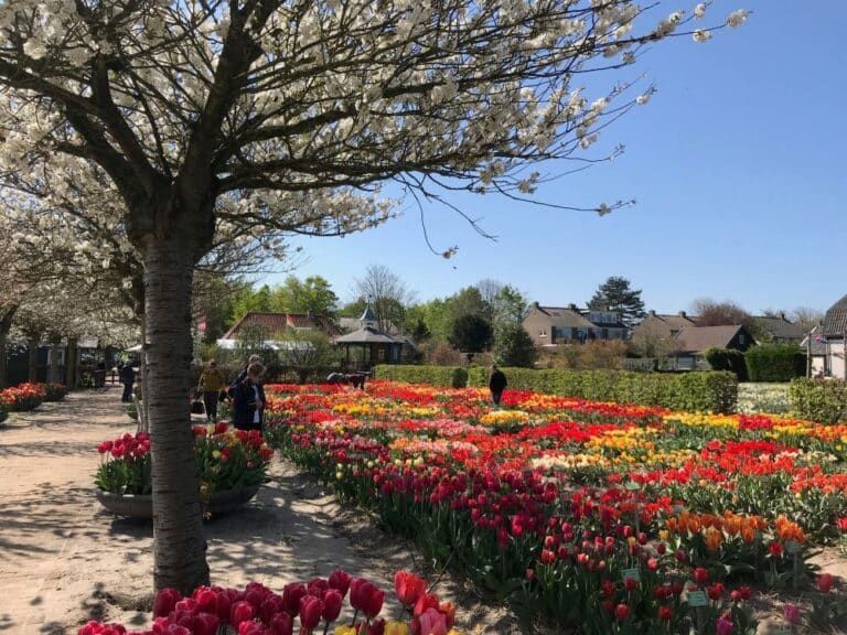 Hortus Bulborum in Limmen