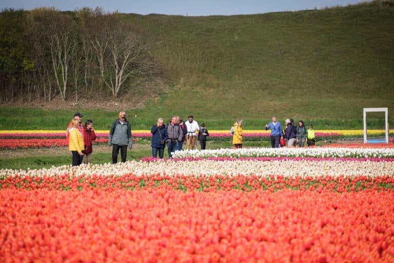 Kleurrijk Julianadorp