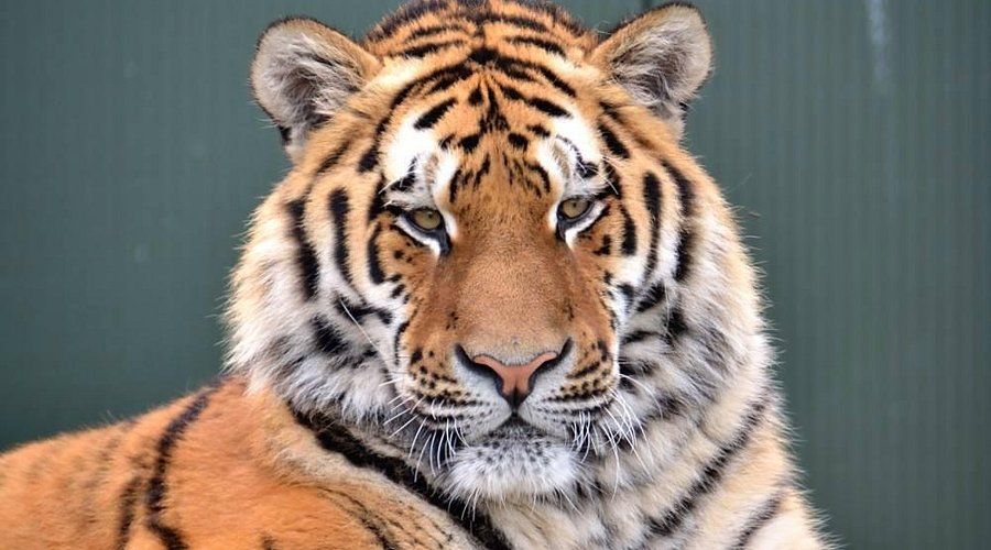 Landgoed Hoenderdaell is een wildpark en opvangcentrum voor dieren. Het is bekend om de katachtigen via Stichting Leeuw.