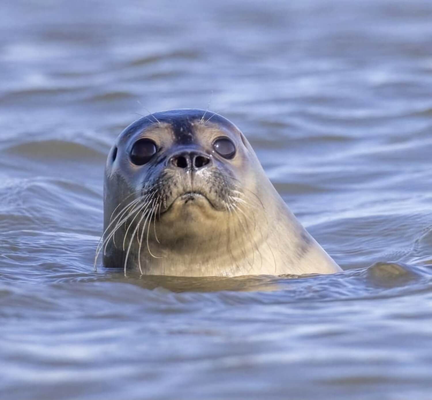 Zeehondentochten op de Waddenzee. Tijdens deze tocht kunt u zeehonden in hun natuurlijke omgeving op de zandbanken waarnemen.