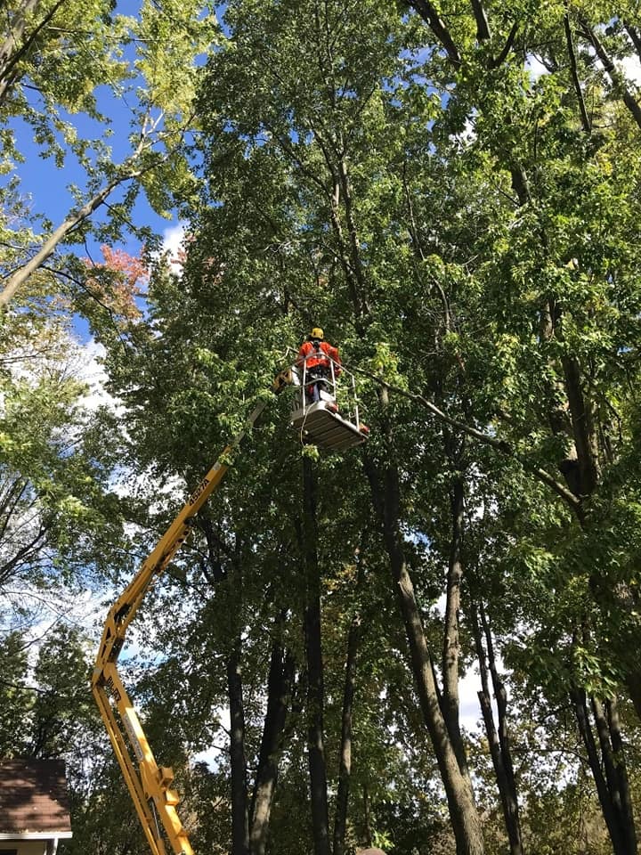 Un homme coupe un arbre avec une grue dans les bois.