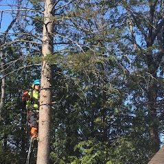 Un homme grimpe à un arbre avec une tronçonneuse.
