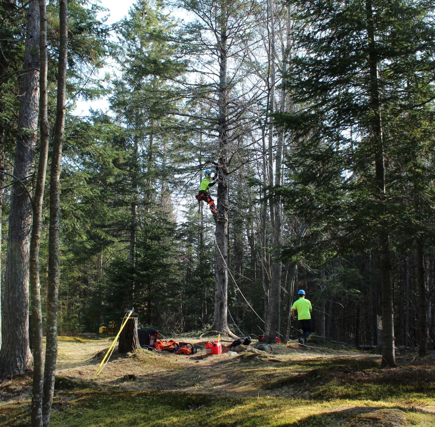 Un homme grimpe à un arbre dans les bois