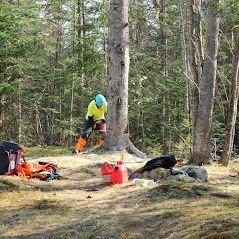Un homme se tient à côté d'un arbre dans les bois avec une tronçonneuse.