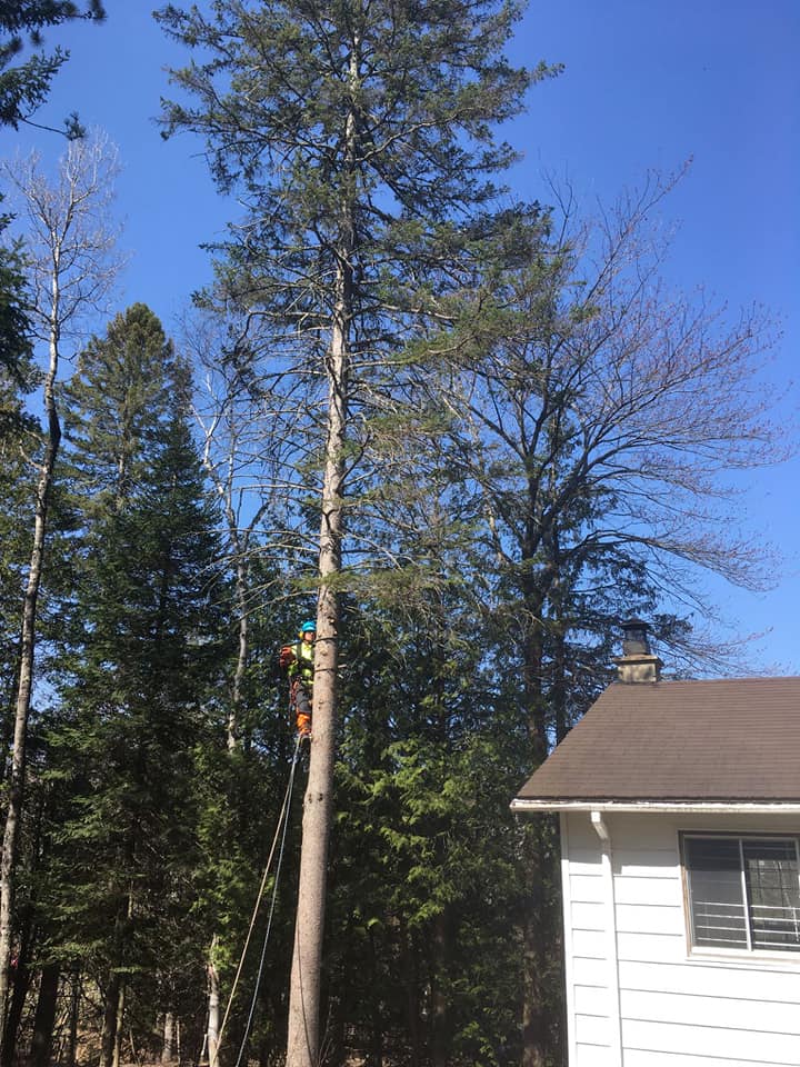 Un homme grimpe à un arbre à côté d'une maison.