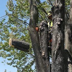 Un homme abat un arbre avec une tronçonneuse.