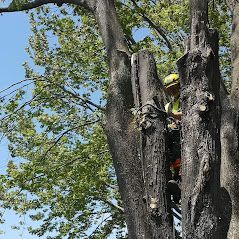 Un homme grimpe à un arbre avec une tronçonneuse.