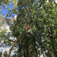 Un homme dans un seau coupe un arbre dans les bois.