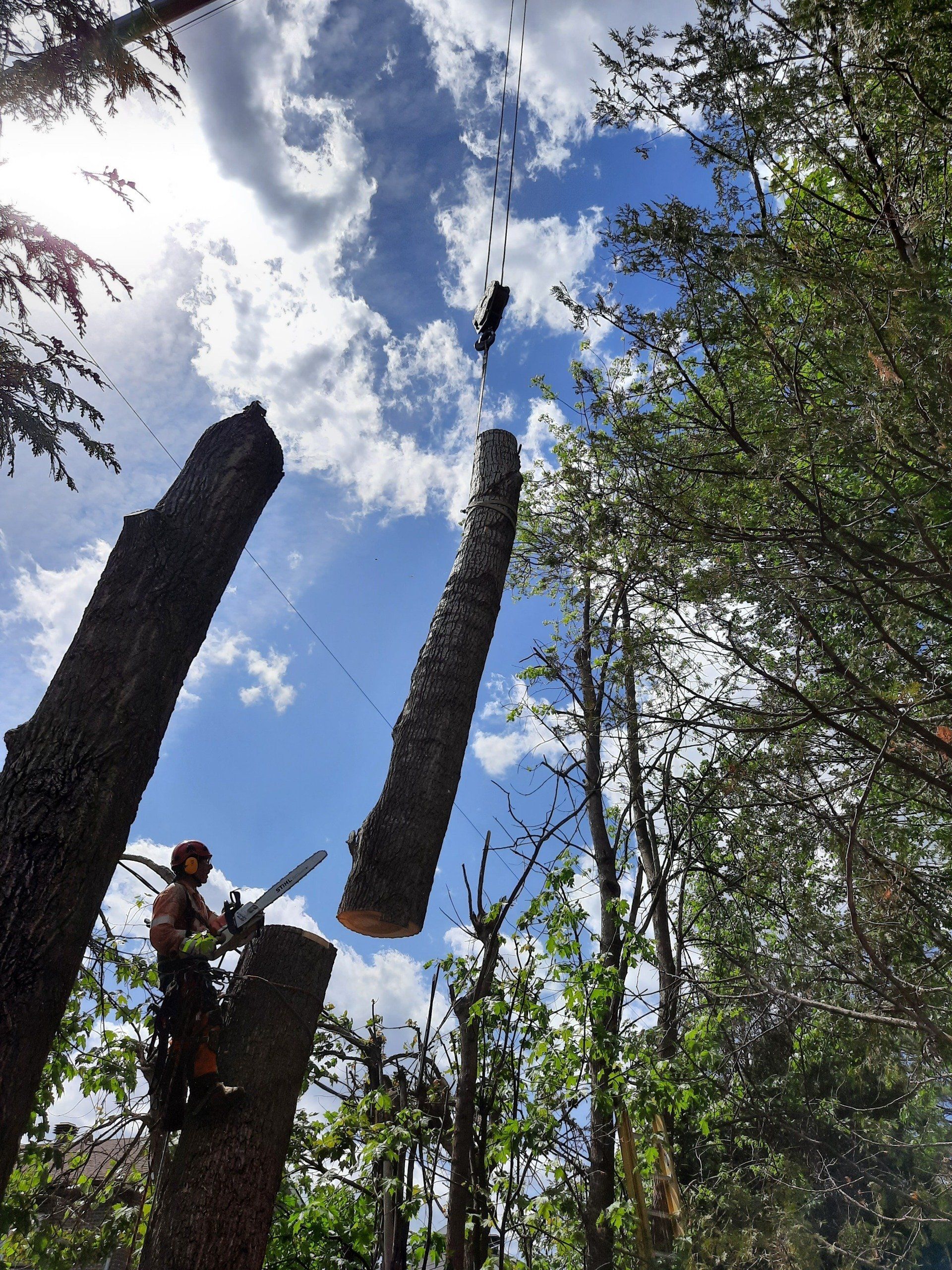 Un homme abat un arbre avec une tronçonneuse.