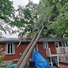 Un arbre est tombé au sommet d'une maison en brique.