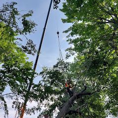 Un homme grimpe à un arbre auquel est attachée une grue.