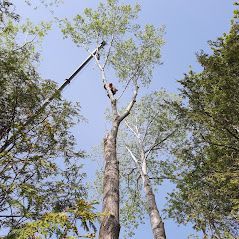 Un homme grimpe à un arbre avec une grue en arrière-plan.
