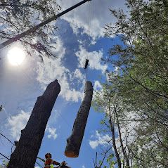 Un homme abat un arbre avec une tronçonneuse.