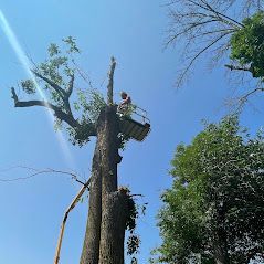 Un homme est assis au sommet d'un arbre.