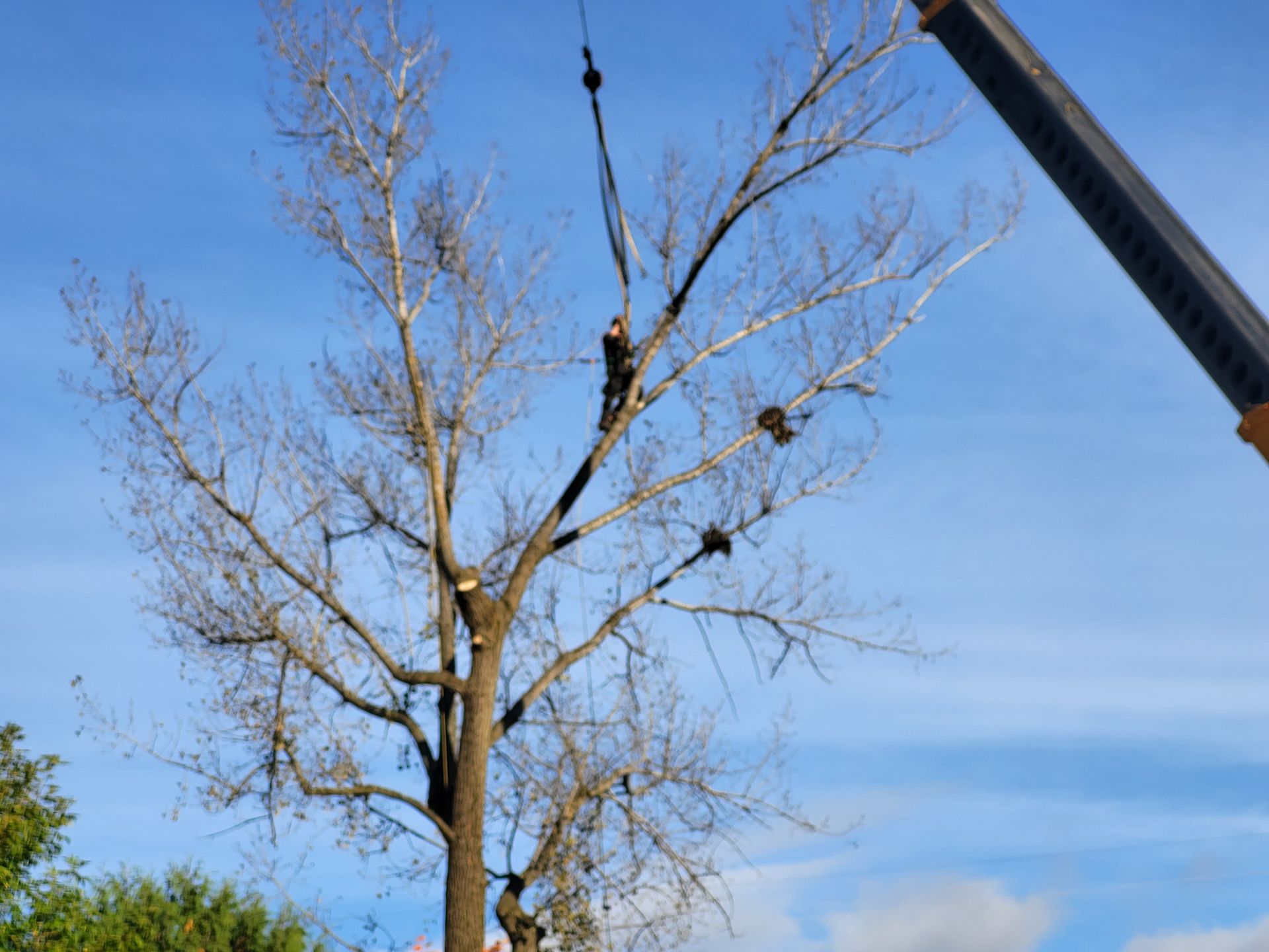 Un ouvrier élague un arbre avec une grue par une journée ensoleillée.