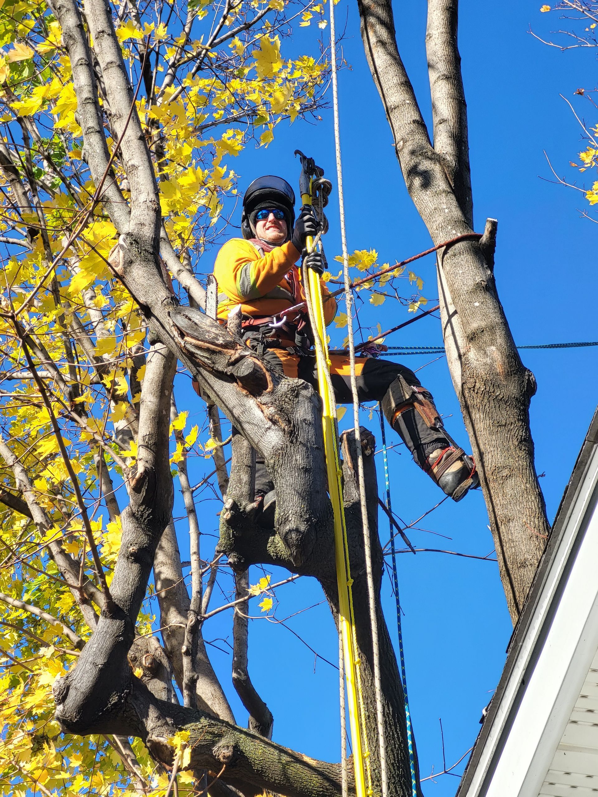 Plusieurs méduses orange et roses avec de longs tentacules traînants dérivent dans l'eau bleue.