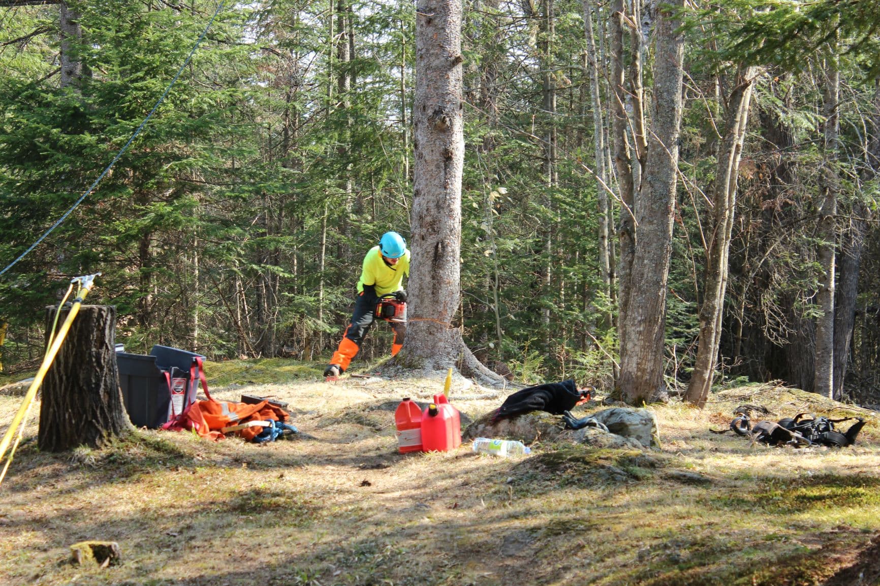 Une personne portant un équipement de sécurité coupe un arbre avec une tronçonneuse dans une forêt.