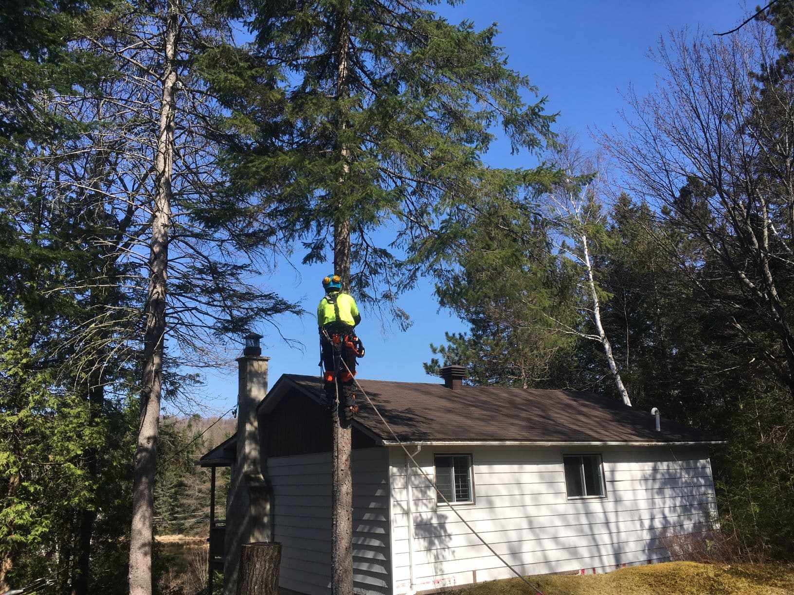 Un homme grimpe à un arbre au sommet d'une maison.