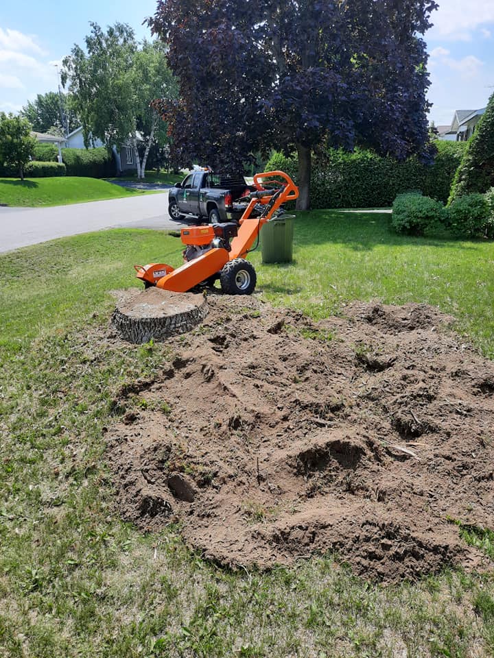 Une dessoucheuse est utilisée pour enlever une souche d'arbre dans une cour.