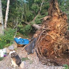 Un chien est assis à côté d'un arbre tombé dans les bois.