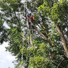 Un homme grimpe à un arbre avec des cordes.